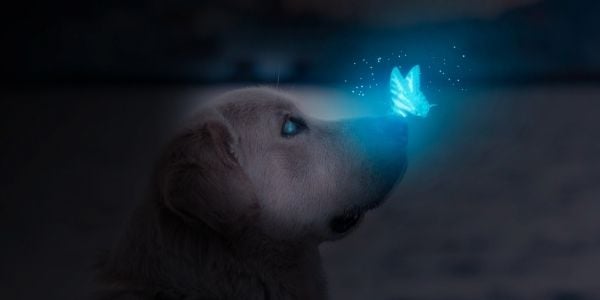 nighttime dog glow in the dark