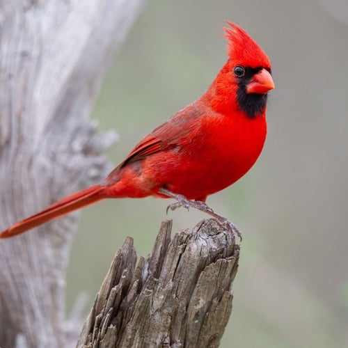 northern cardinal bird that eats mosquitoes