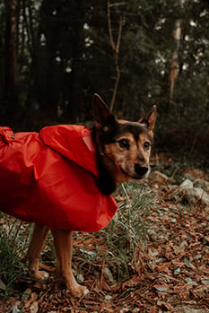 off leash hiking with dog