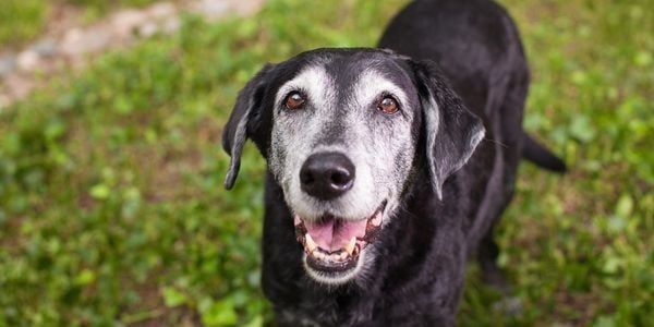 old black lab mix dog with laryngeal paralysis