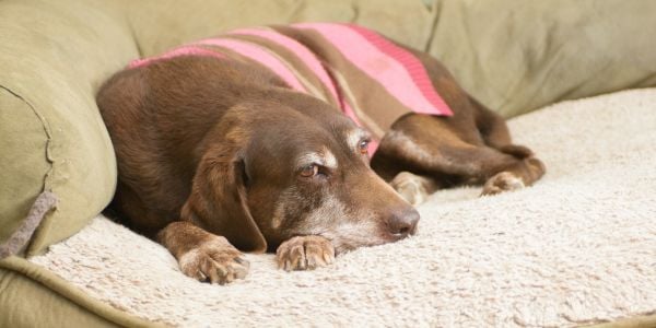 old brown dog with arthritis lying on the couch-canva