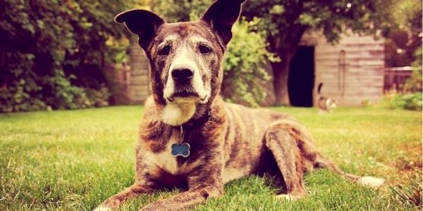 old dog lying in the backyard