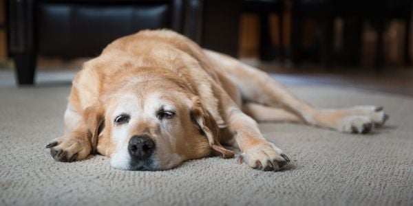 old golden retriever lying on the carpet