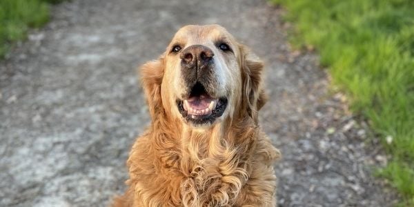 old golden retriever with laryngeal paralysis