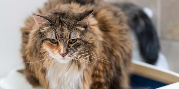 Gato anciano con artritis en una caja de heces