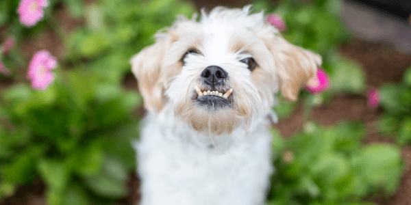 old dog teeth and oral health