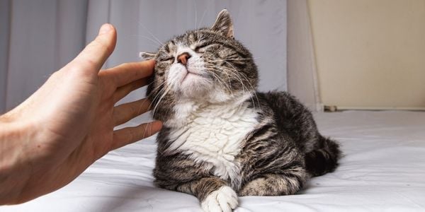 older cat with a liver colored nose being pet