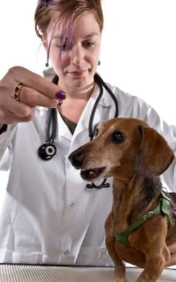older dachshund with veterinarian