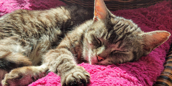 older tabby cat sleeping on pink pillow