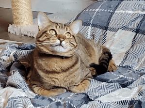 foster-cat-ollie