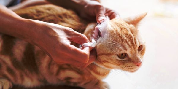 orange cat having debris cleaned from his ear-canva