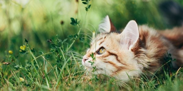 orange cat hiding in tall grass hunting