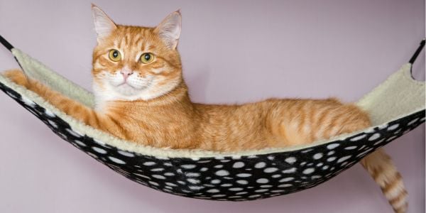 orange cat lying in a hammock