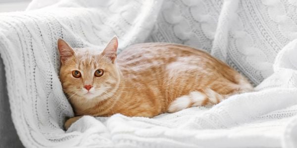 orange cat lying on a white blanket on the couch