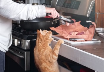 orange cat pulling itself up onto counter to try and get meat being cooked