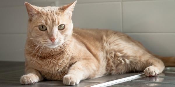 orange cat resting on clean kitchen counter