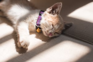 orange cat sleeping in sun