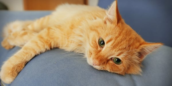 orange middle aged cat with fatty liver disease