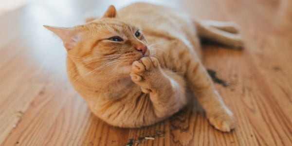 orange tabby cat licking dried catnip of his paw