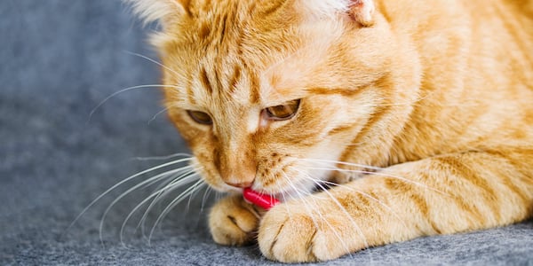 orange tabby cat sniffing at red pill between paws 600