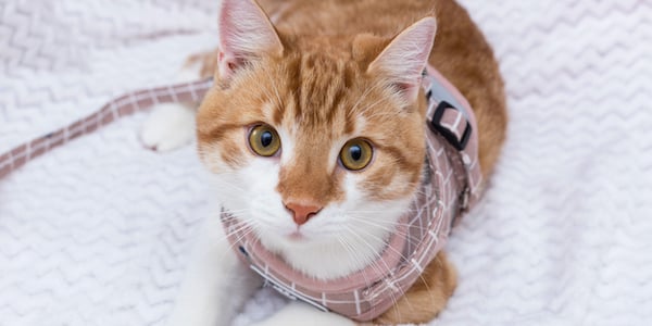 orange tabby cat wearing a harness