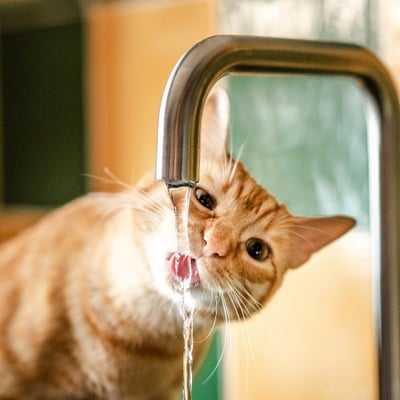 orange tabby drinking from a faucet-canva