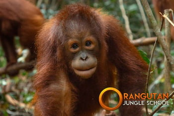 orangutan jungle school