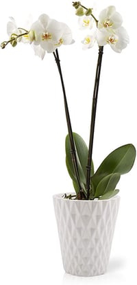 orchids safe for pets