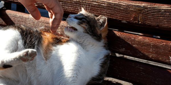 outdoor cat about to bite outstretched human hand