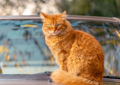 outdoor cat sitting on car
