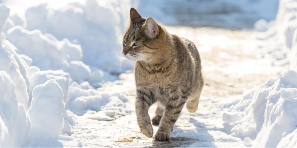 outdoor cat walking along a snow covered sidewalk