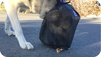 outfox guard for dogs preventing bee stings