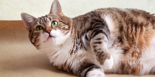 overweight and obese cats have more health issues