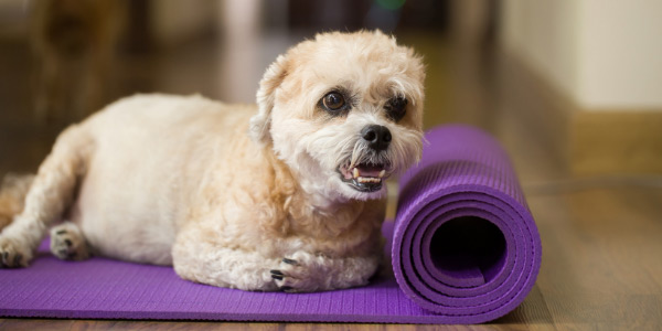 what to do when your dog is overweight