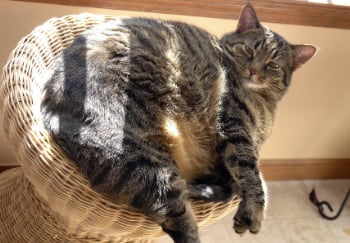 overweight tabby cat sitting on wicker stool in the sun