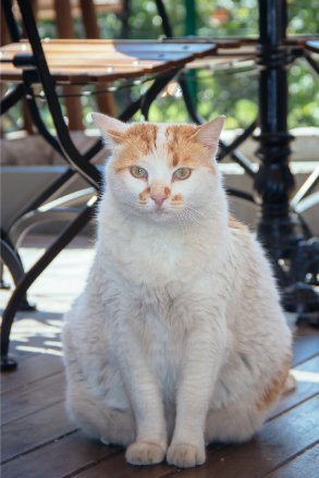 overweight white and orange cat sitting on patio canva