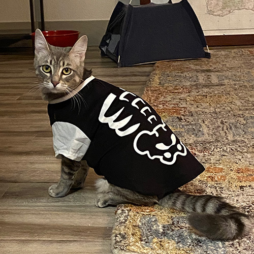 Paige's cat in a skeleton Halloween t-shirt