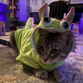 A very cute cat in monster halloween costume