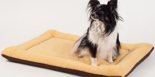 papillon sitting on their dog mat