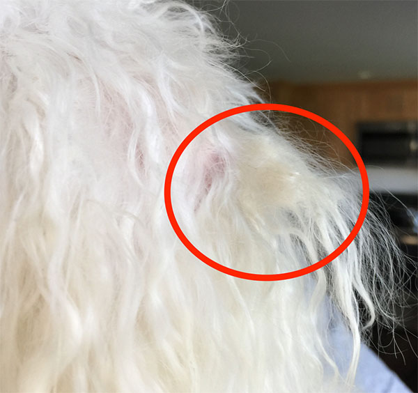 close up of dog ear with matted fur on the ear