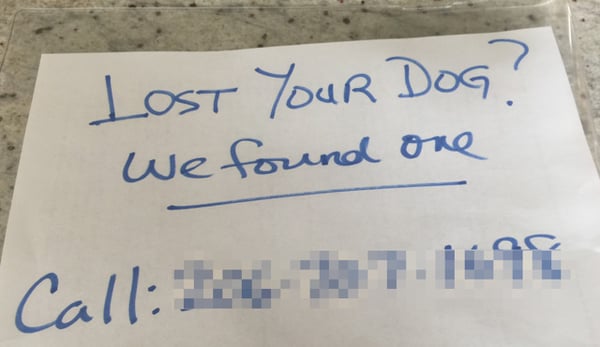 found a lost dog poster