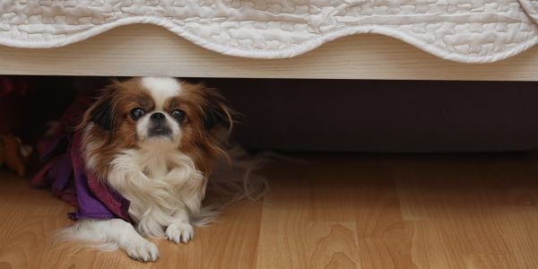 pekingese dog hiding under the bed