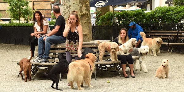 people on phones at city dog park