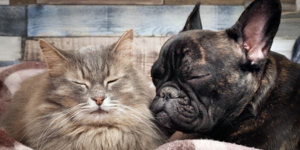 persian cat and french bulldog sleeping together