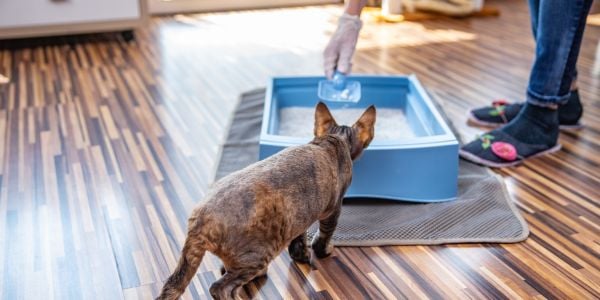 person scooping a litter box while cat watches