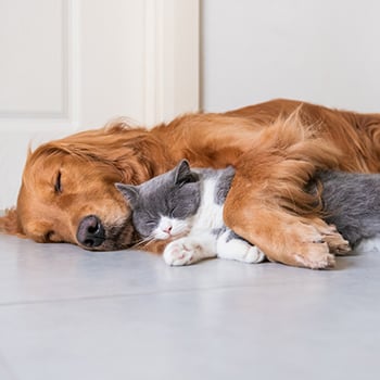 cat and dog snuggling
