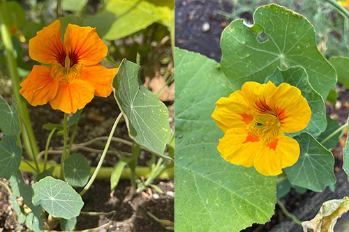 pet safe edible flowers nasturtium