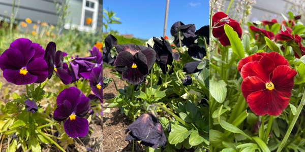 pet safe flowers - pansies