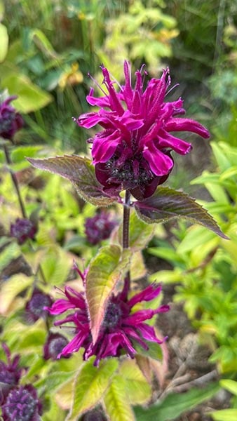 pet safe flowers bee balm