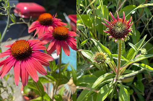 pet safe flowers echinachea